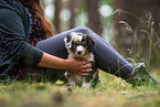 sitting Miniature American Shepherd puppy