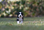 Miniature American Shepherd Puppy