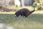 Miniature American Shepherd puppy