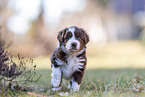 Miniature American Shepherd puppy stands on meadow