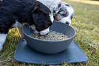 Eating Miniature American Shepherd Puppies