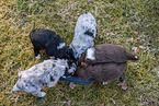 Eating Miniature American Shepherd Puppies