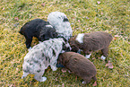 Eating Miniature American Shepherd Puppies