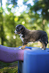 7 weeks old Miniature American Shepherd