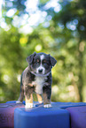 7 weeks old Miniature American Shepherd