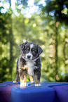 7 weeks old Miniature American Shepherd