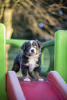 7 weeks old Miniature American Shepherd