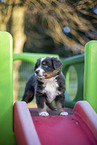 7 weeks old Miniature American Shepherd