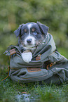 7 weeks old Miniature American Shepherd