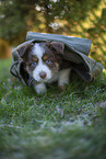 7 weeks old Miniature American Shepherd