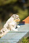 7 weeks old Miniature American Shepherd