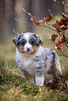 8 weeks old Miniature American Shepherd