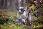 8 weeks old Miniature American Shepherd