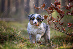 8 weeks old Miniature American Shepherd