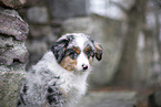 3 months old Miniature American Shepherd