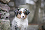 3 months old Miniature American Shepherd