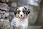 3 months old Miniature American Shepherd