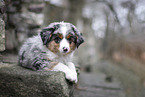 3 months old Miniature American Shepherd