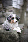 3 months old Miniature American Shepherd