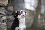 3 months old Miniature American Shepherd