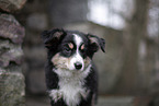 3 months old Miniature American Shepherd