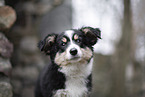 3 months old Miniature American Shepherd