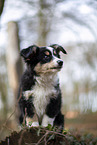 3 months old Miniature American Shepherd