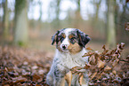 3 months old Miniature American Shepherd