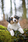 3 months old Miniature American Shepherd