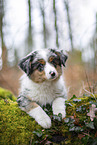 3 months old Miniature American Shepherd