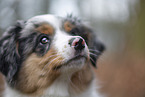 3 months old Miniature American Shepherd