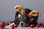 Miniature American Shepherd with Christmas baubles