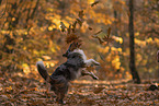 Miniature American Shepherd in autumn leaves