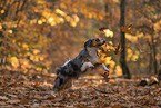 Miniature American Shepherd in autumn leaves