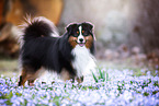 adult Miniature American Shepherd