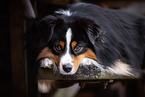 adult Miniature American Shepherd