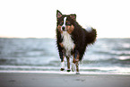 adult Miniature American Shepherd