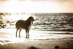 adult Miniature American Shepherd