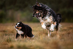 2 dogs
