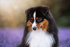 adult Miniature American Shepherd