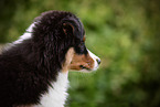 Miniature American Shepherd Puppy