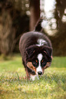 Miniature American Shepherd Puppy