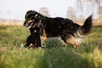2 dogs