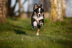 young Miniature American Shepherd