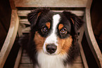 adult Miniature American Shepherd