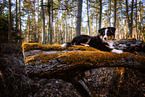 young Miniature American Shepherd