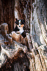 young Miniature American Shepherd