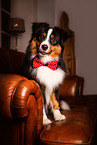 adult Miniature American Shepherd