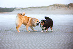 2 dogs