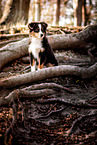 young Miniature American Shepherd